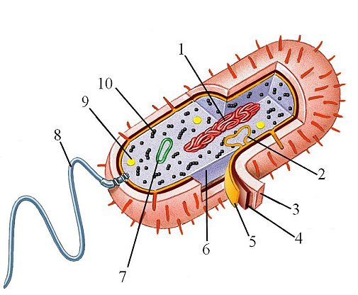 Бактерия рисунок без подписей