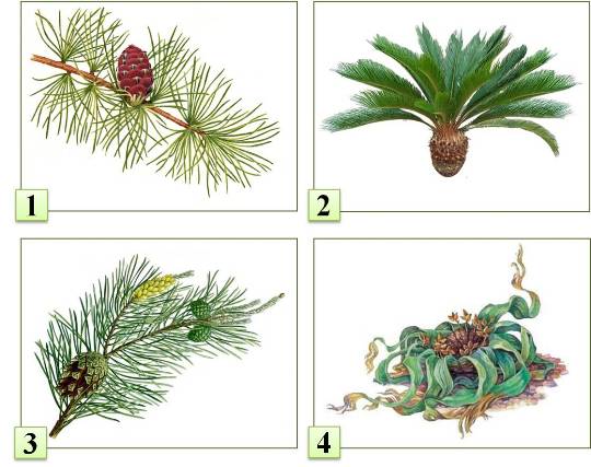 Голосеменные растения рисунок с подписями