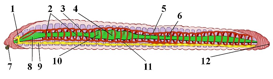 Внутреннее строение дождевого червя рисунок без подписей