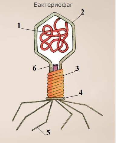 Строение бактериофага рисунок