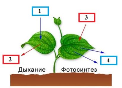 Как доказать что во время дыхания выделяется углекислый газ Как доказать что во время дыхания выделяется